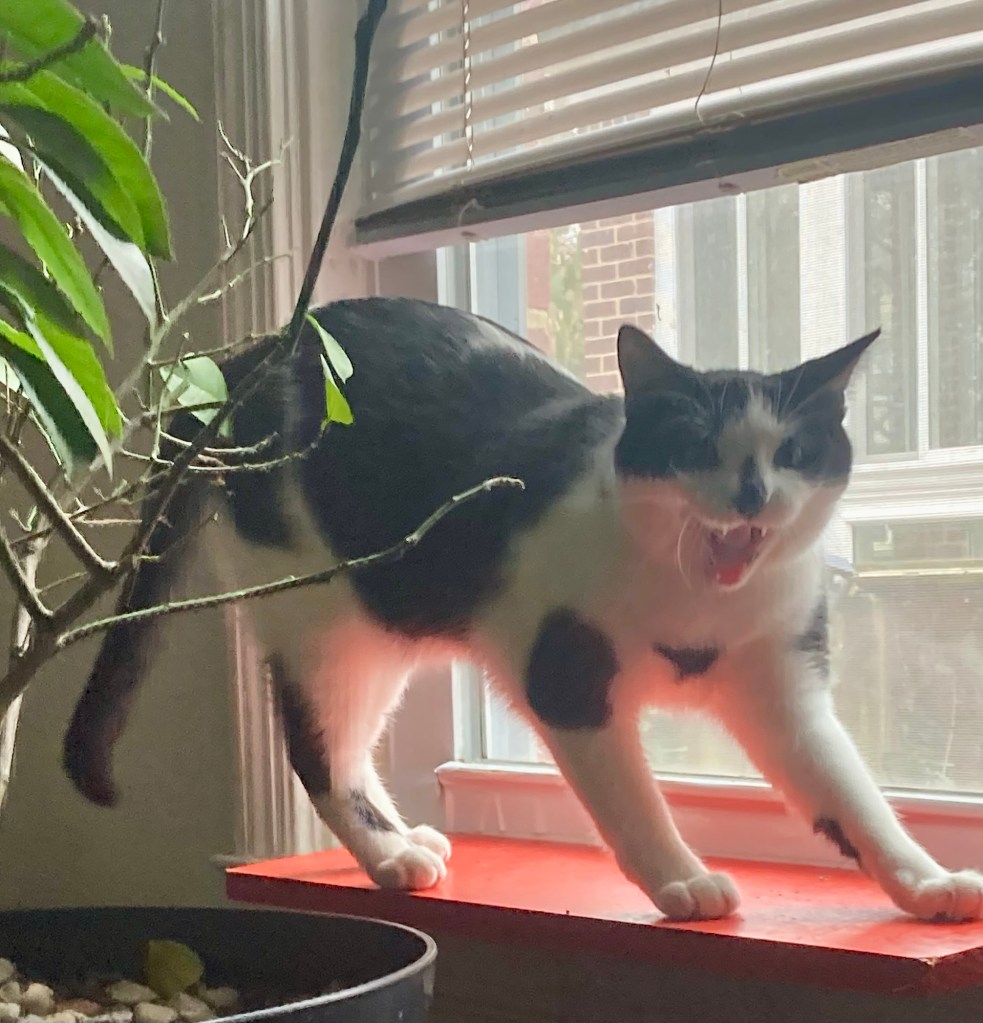 A young black and white cat opens his mouth in a big yawn, or perhaps a ferocious roar, atop a wooden window ledge.