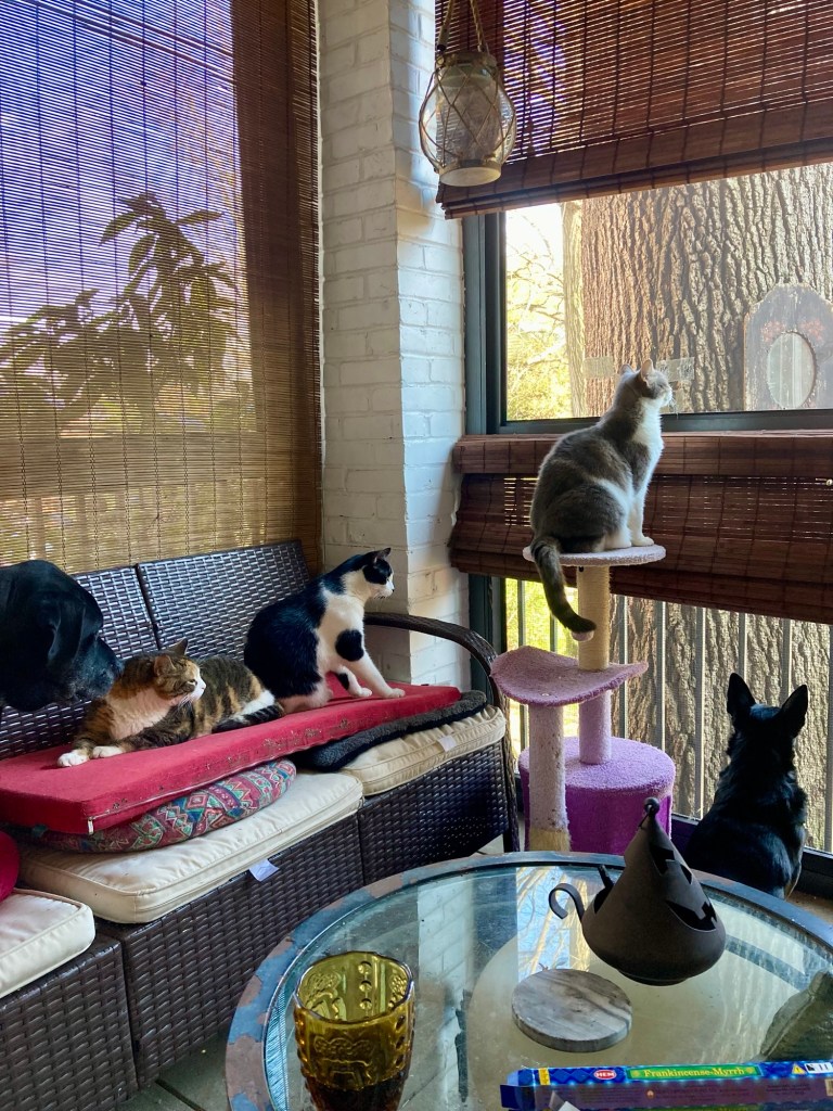Three cats and two dogs enjoy a screened in porch on a sunny day.