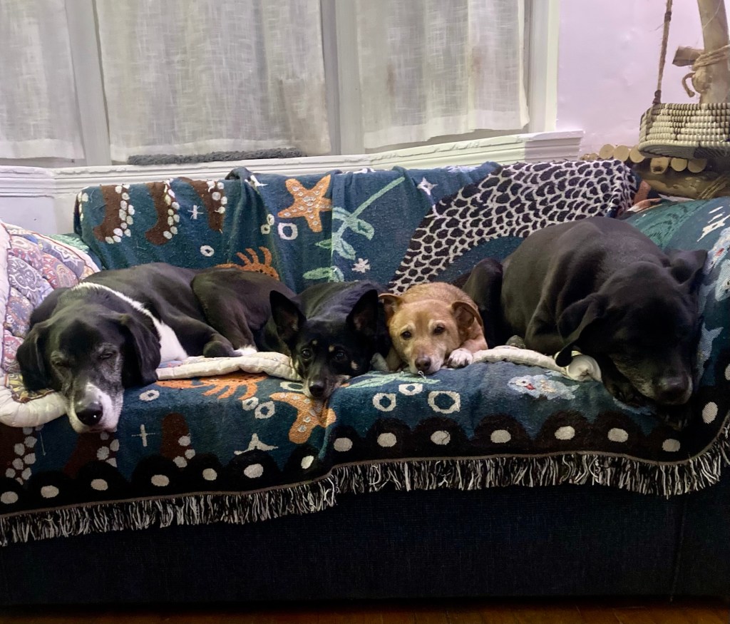Four dogs lounge on a loveseat just barely big enough for them.
