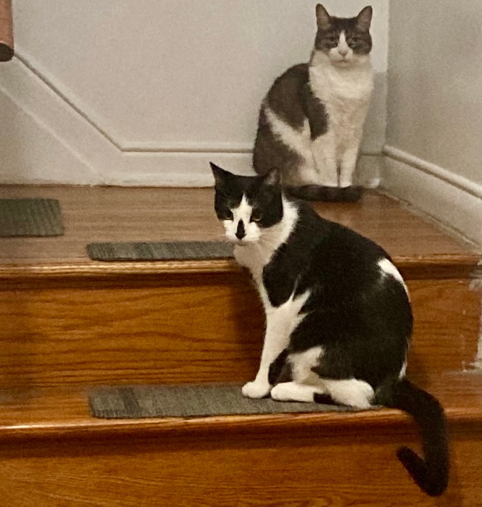 Two cats sit on a staircase and prevent anyone from going up.