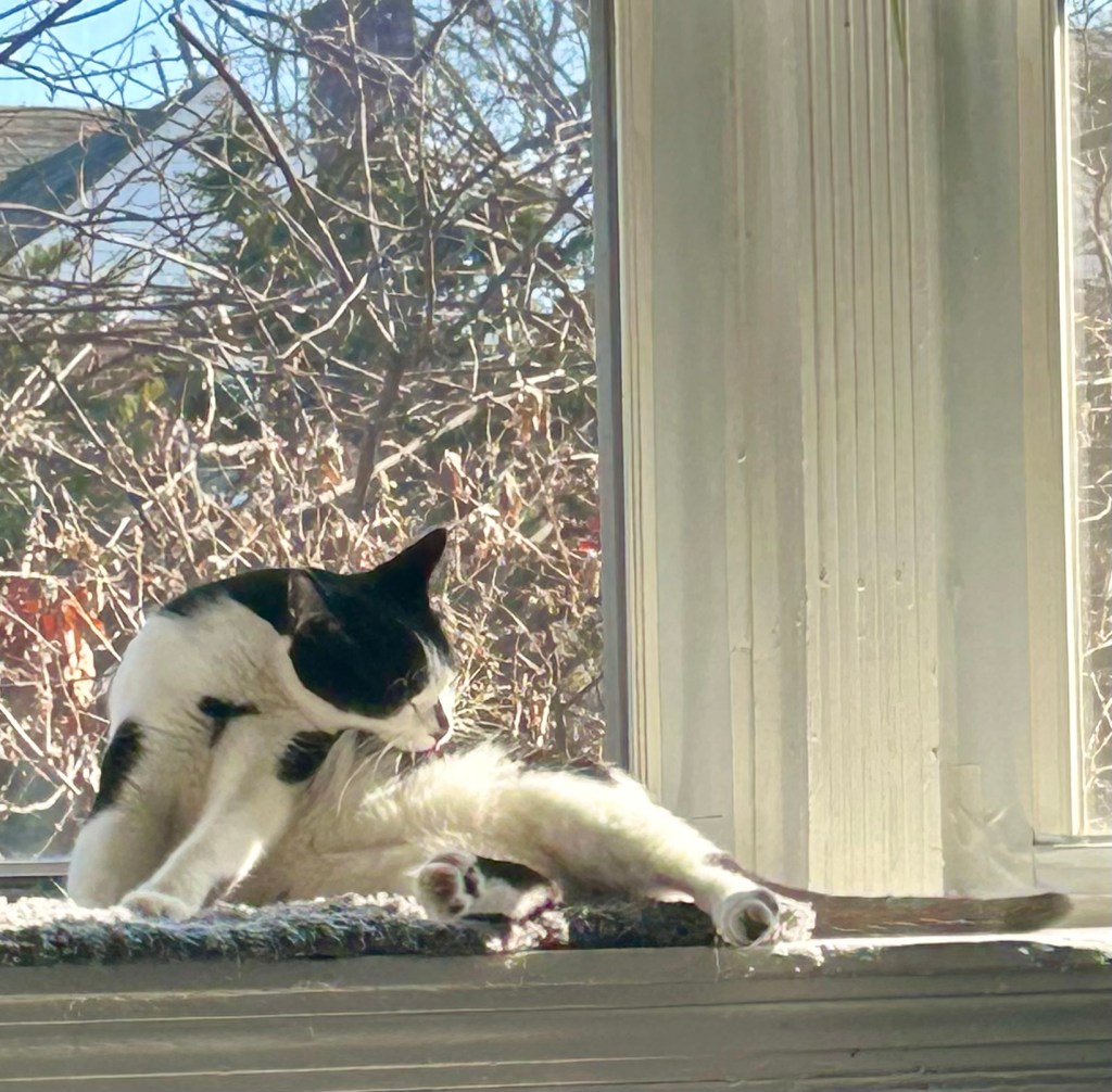 A young black and white cat licks himself clean in a bay window.