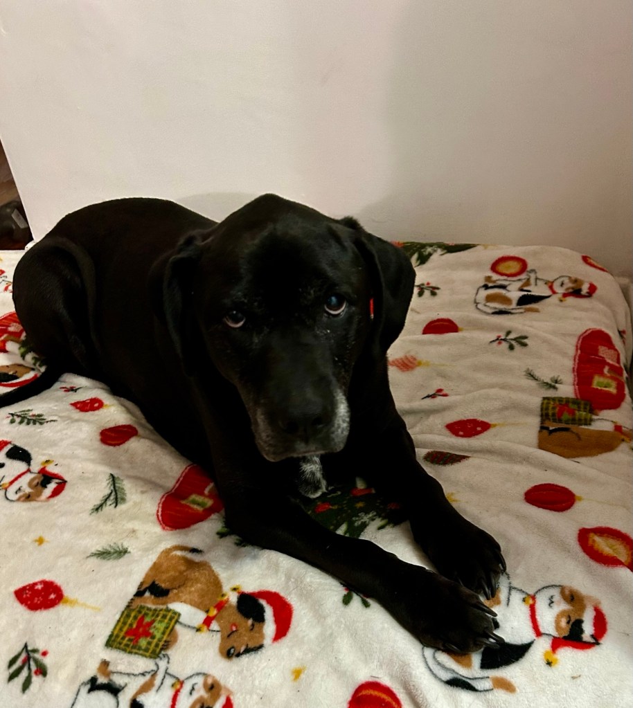 A beautiful black dog lounges on a dog bed covered with a seasonal fleece blanket.