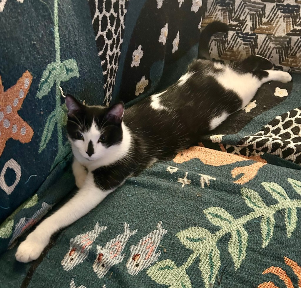 A young tuxedo cat lies all stretched out on his belly on a couch.
