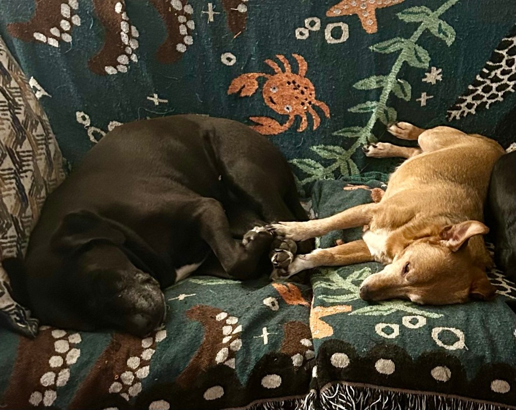 A little yellow dog lounges on a loveseat, holding paws with the big black dog across from him.