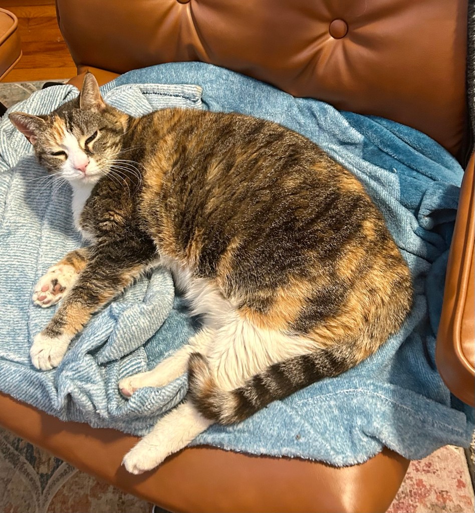 A gorgeous stripy calico lounges half asleep on an office chair.