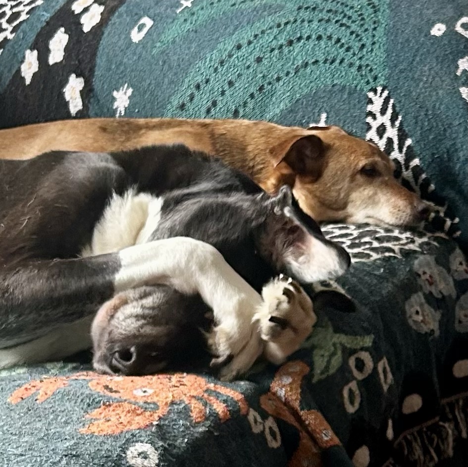 A big black and white hound lounges on a couch with his paws covering his eyes.