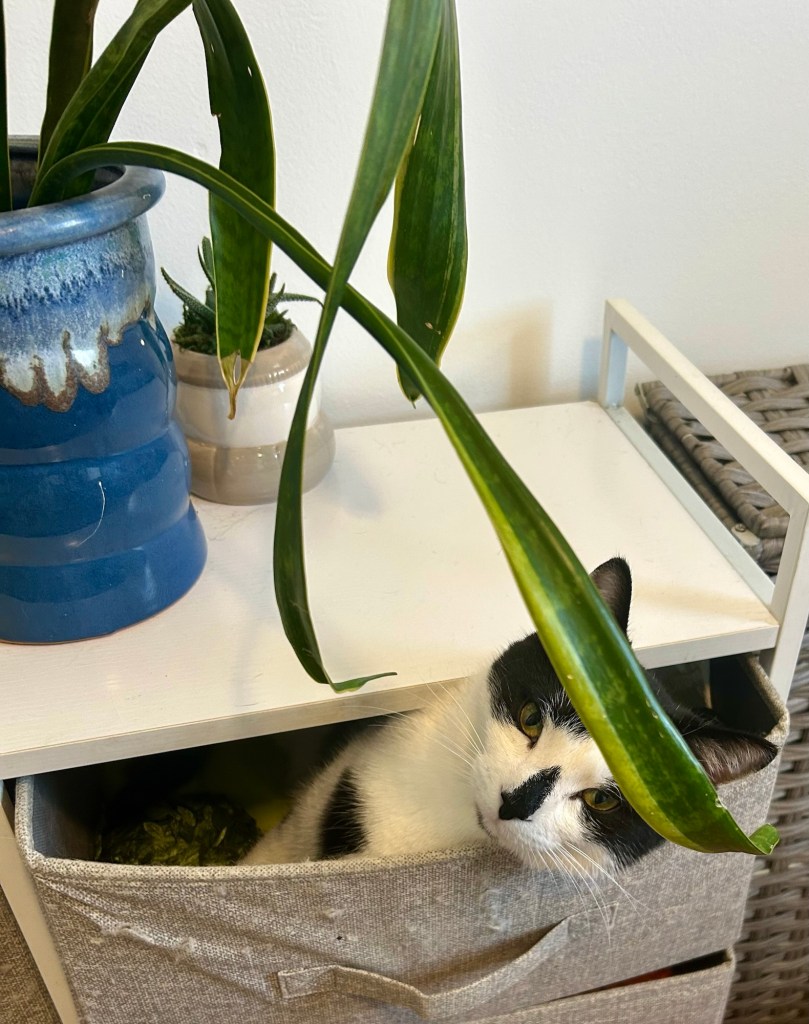 A young tuxedo cat sits inside a fabric drawer.