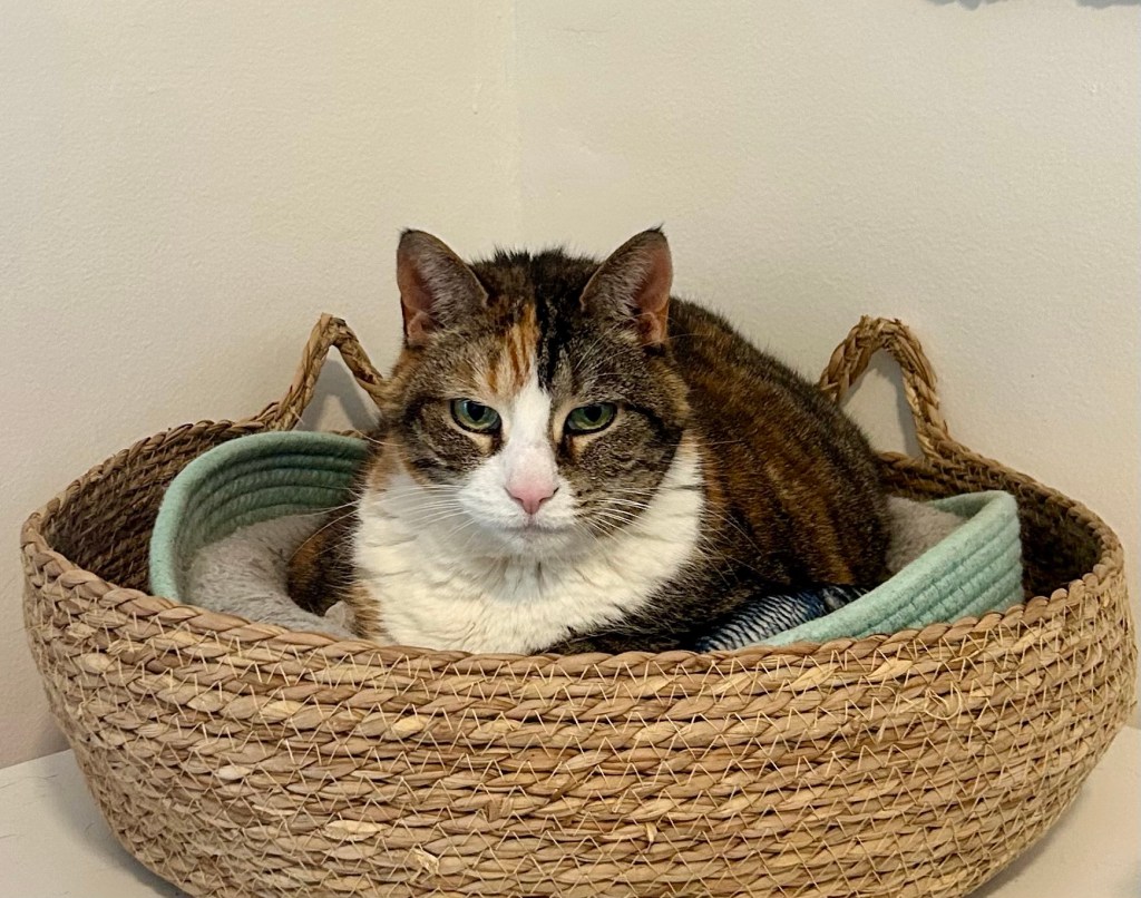 A pretty calico lounges in a basket on top of a desk.  She is absolutely glaring at her human.