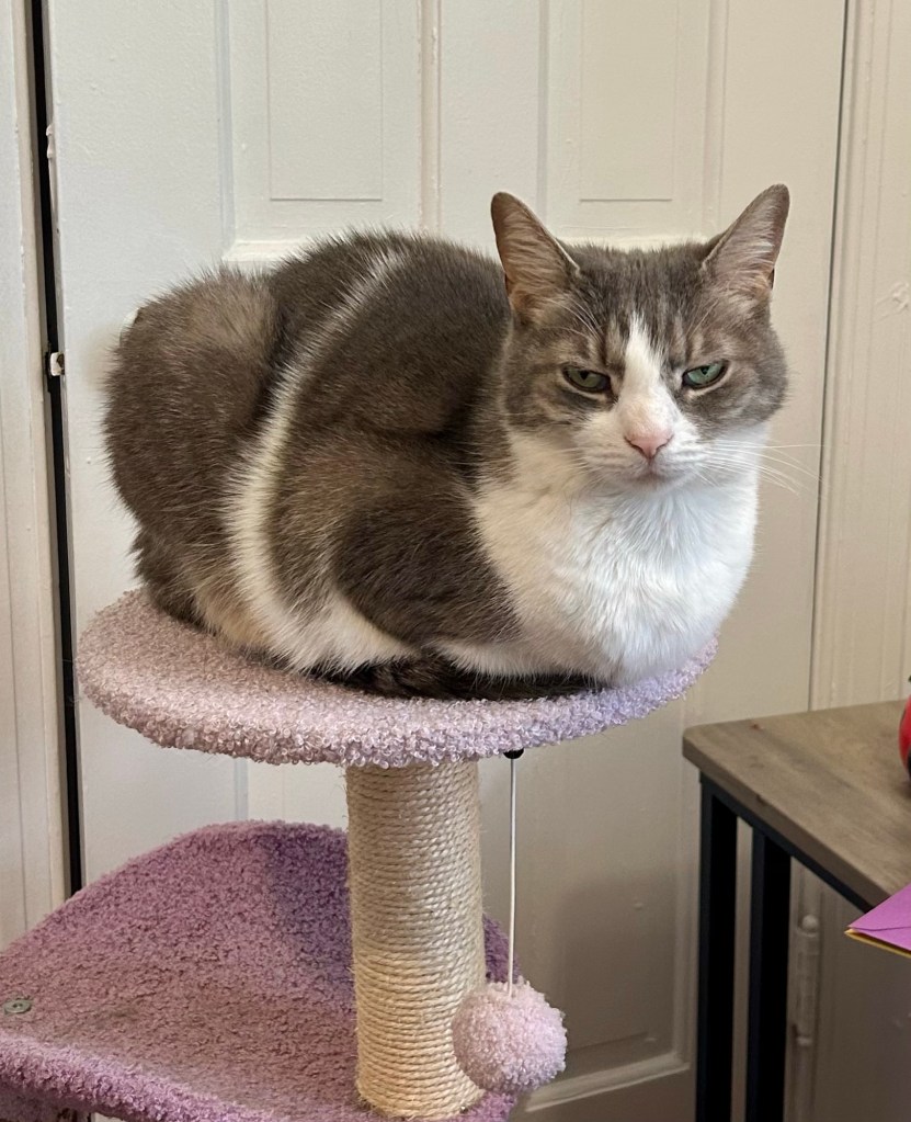 A gorgeous grey tabby loafs atop a small violet cat tree.
