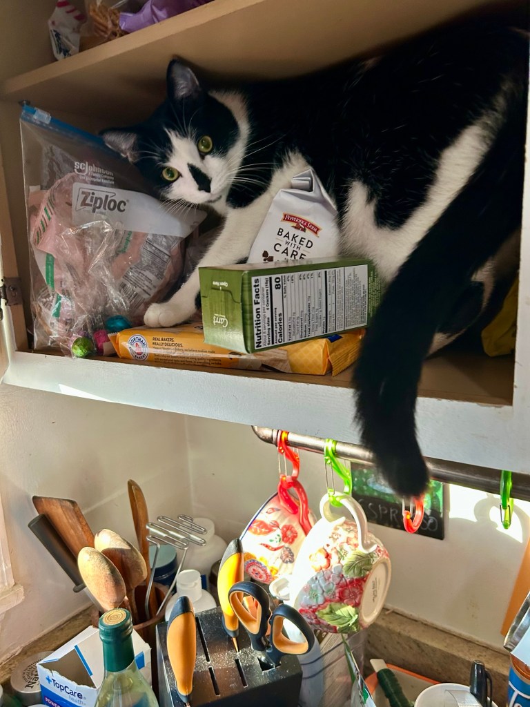 A young tuxedo cat investigates a kitchen cabinet full of cookies and crackers in no particular order.
