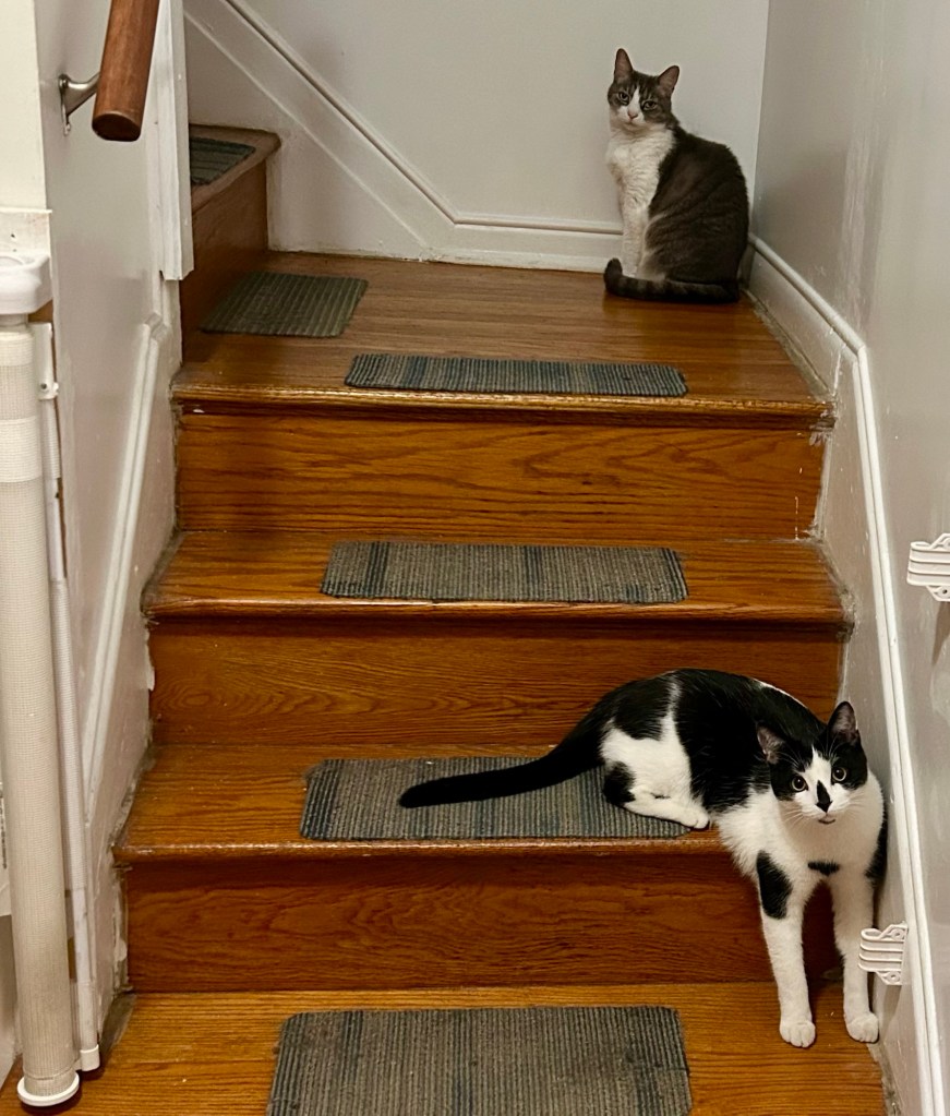 Two cats, a pretty grey tabby and a young tuxedo, sit on a flight of stairs going up.