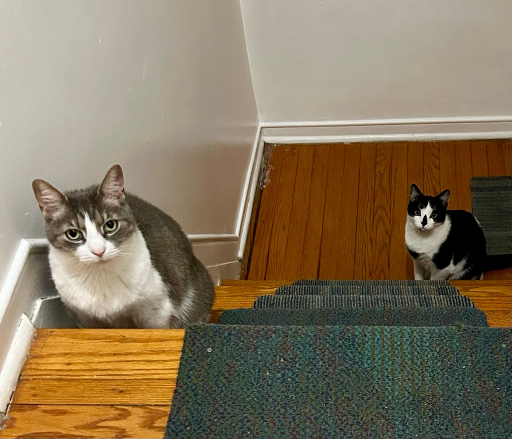 Same cats, same staircase, but now the photographer is standing at the top, looking down. She will not go down unless she pays the toll.