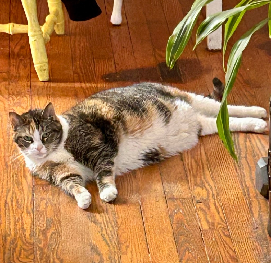 A pretty calico cat lounges on a hardwood floor.