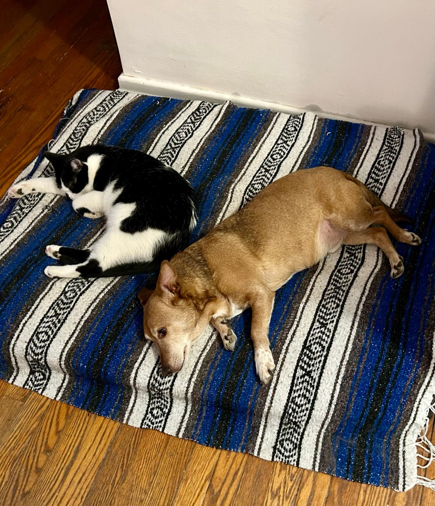 A small yellow dog and a young tuxedo cat lounge curled up next to each other on a dog bed.