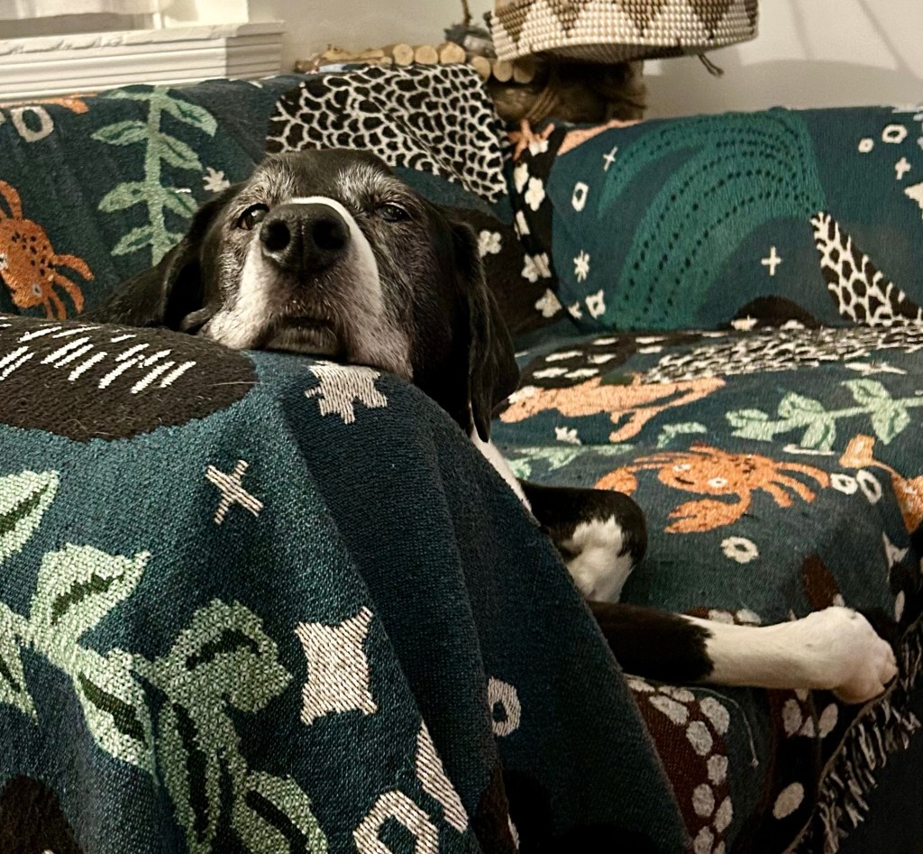 A magnificent black and white hound lounges on a loveseat, resting his chin on the armrest.