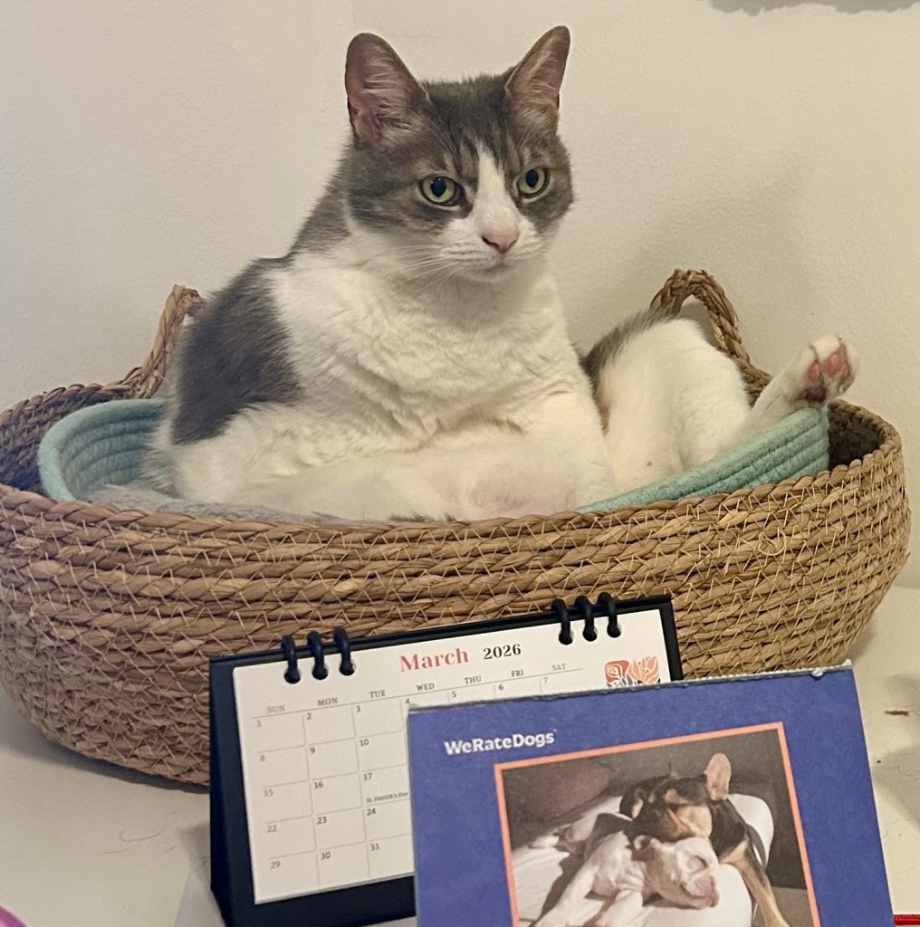 A pretty grey tabby leans back in her cat basket mid-bath, exposing her white, furry belly.