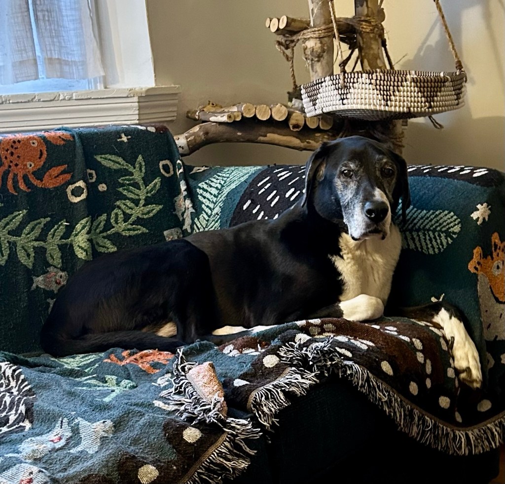 A very handsome black and white hound lounges on a loveseat and looks pointedly at his humans.