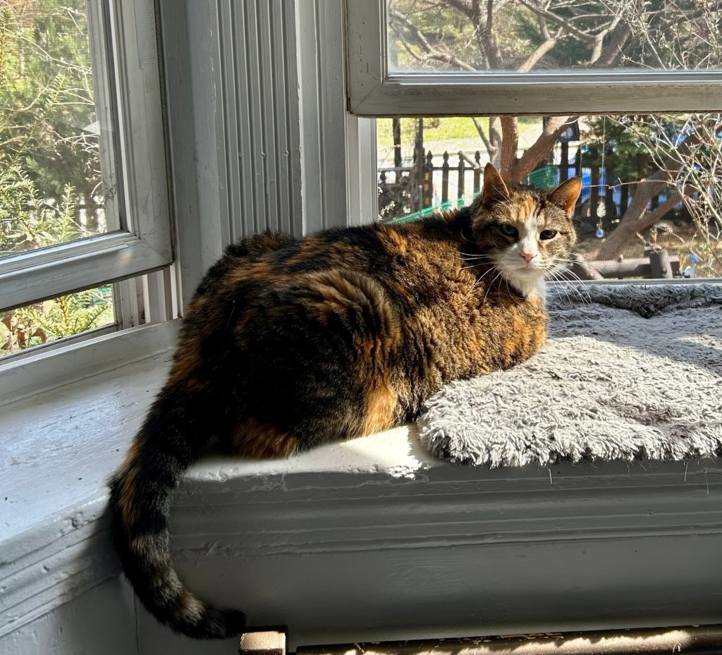 A gorgeous, stripy calico cat sits in an open bay window on a lovely spring day.