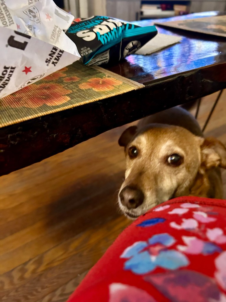 A little yellow dog under a coffee table looks up hopefully at a woman eating a sub.