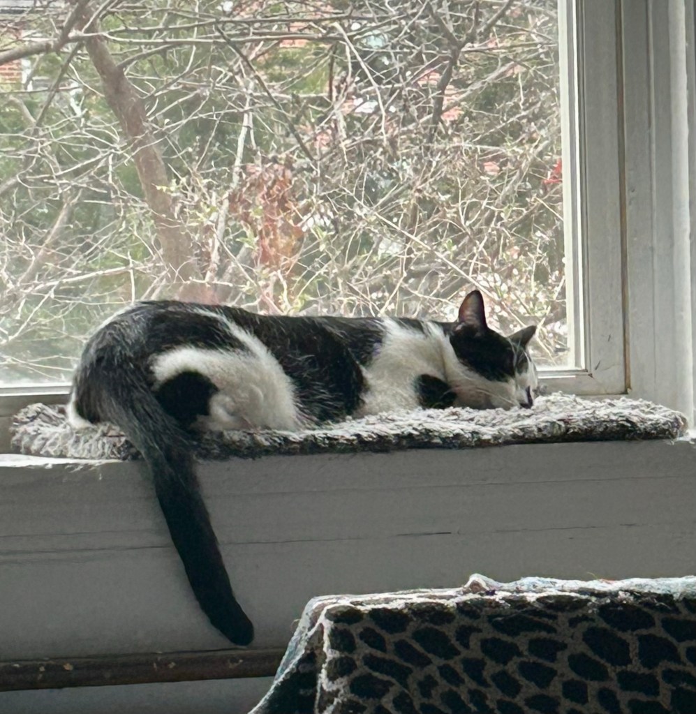 A handsome tuxedo cat snoozes in a bay window with his tail dangling over the side.