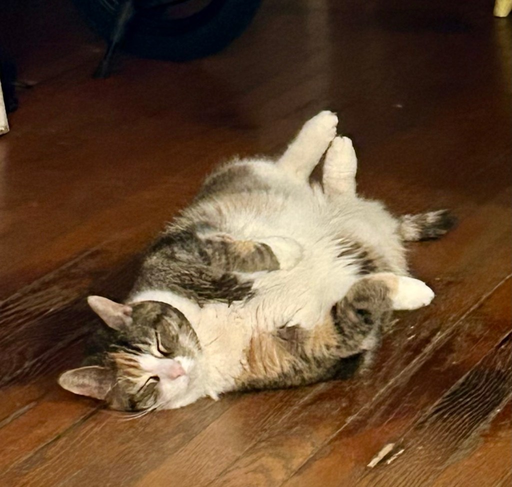 A pretty calico lays on her back on a wooden floor, exposing her white belly.
