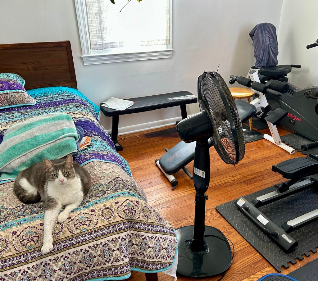 A pretty grey tabby lounges on a bed in a room full of workout equipment.