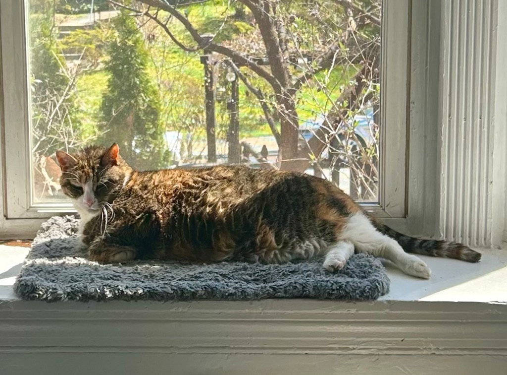A lovely calico cat lounges in rays of sunlight pouring in through a bay window.