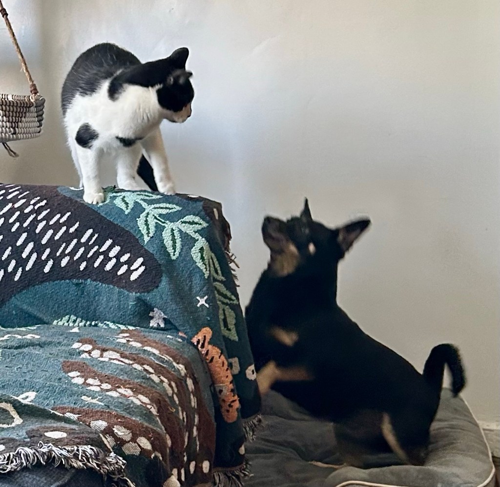 A little black dog with caramel markings looks up at a young tuxedo cat on a couch arm.