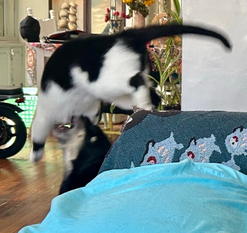 Same dog, same cat, but this time the cat is launching himself off the couch to attack the dog.