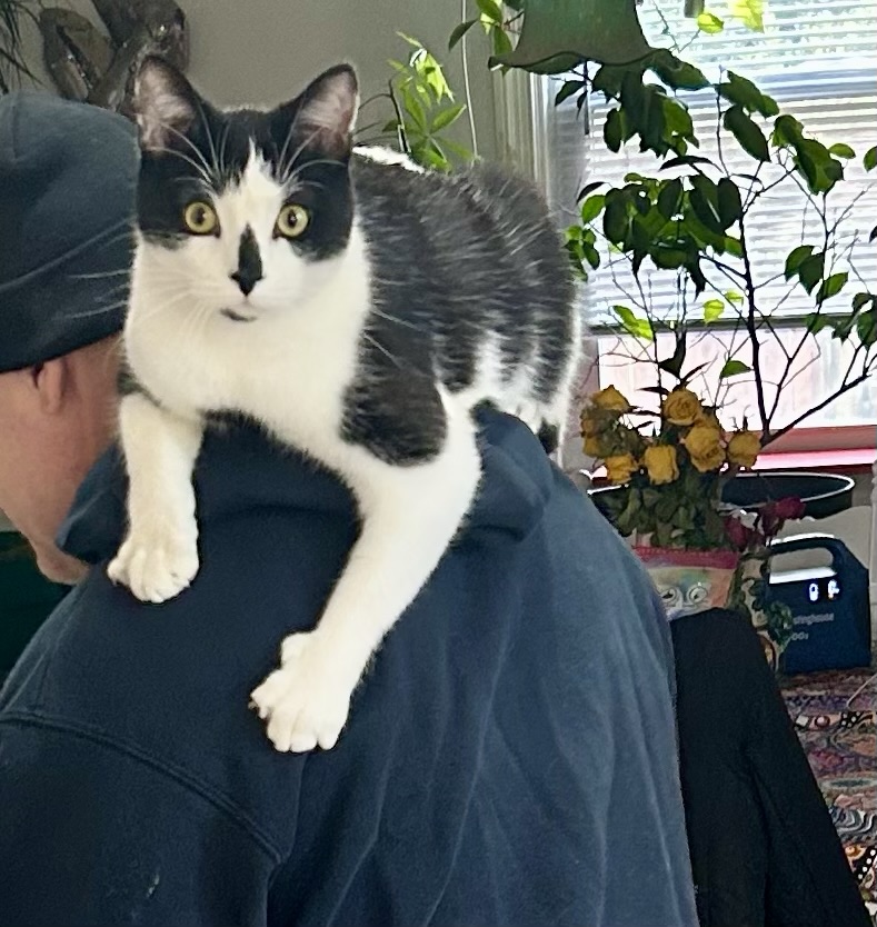 A handsome tuxedo cat sits on a man’s shoulders.
