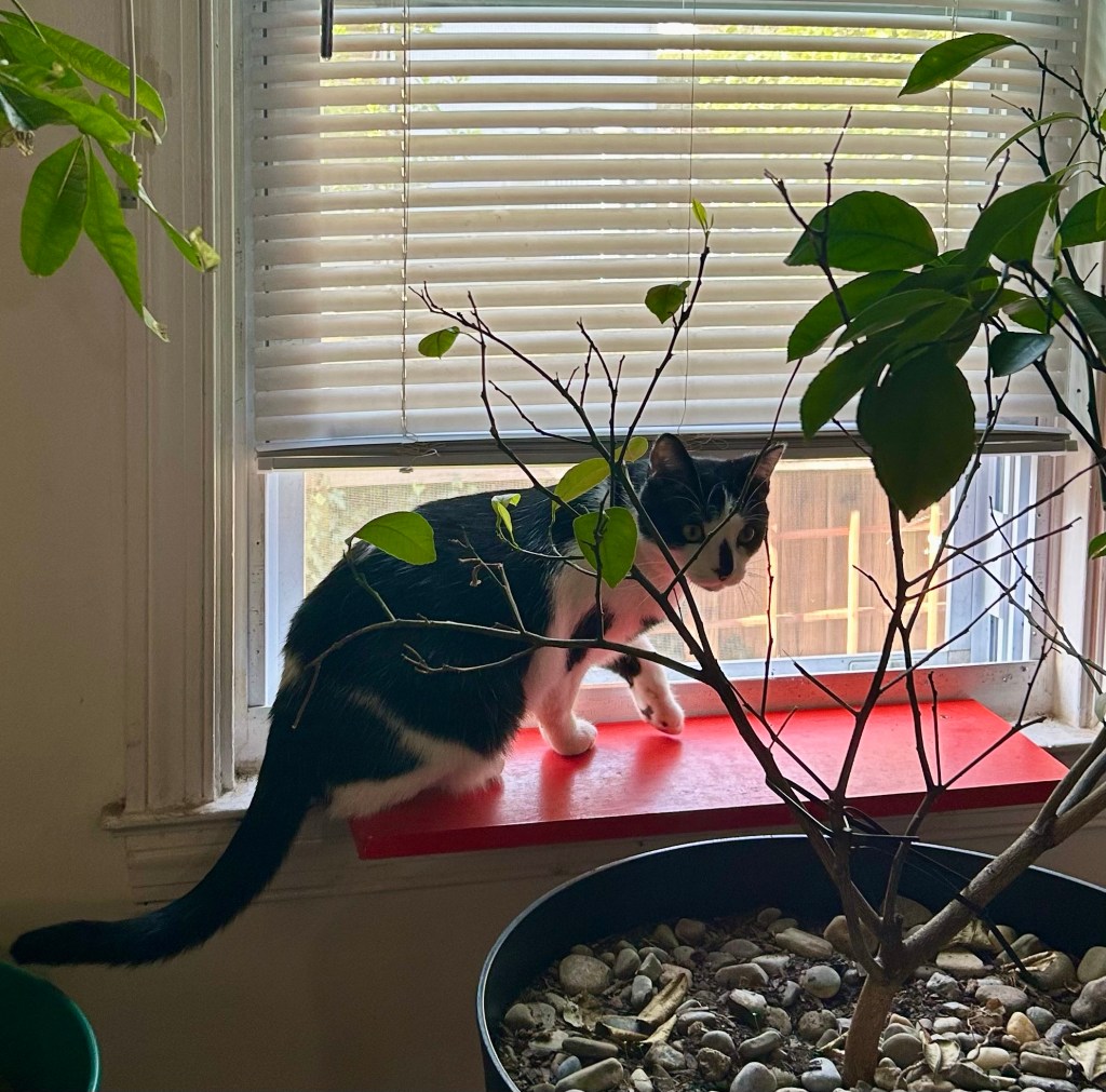 A young tuxedo cat sits in an open window.