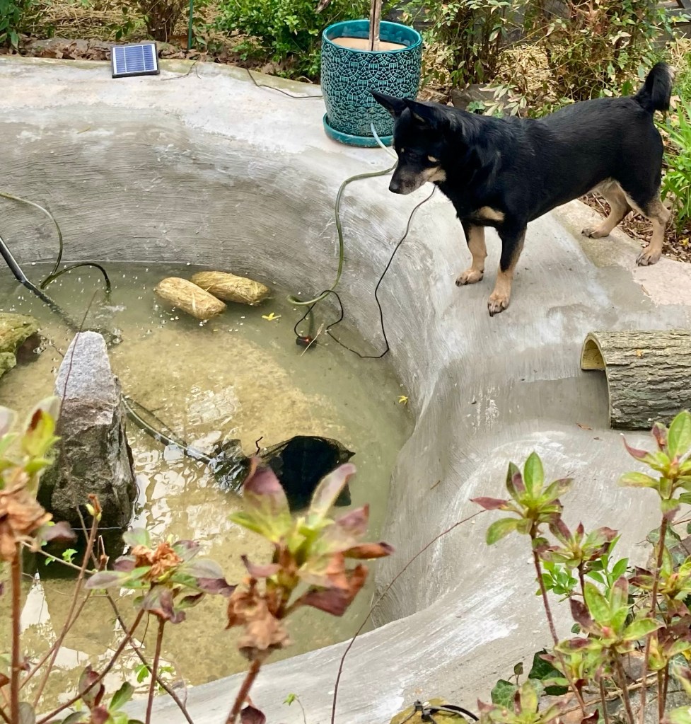 A pretty little black dog looks down at a pond being refilled with water.