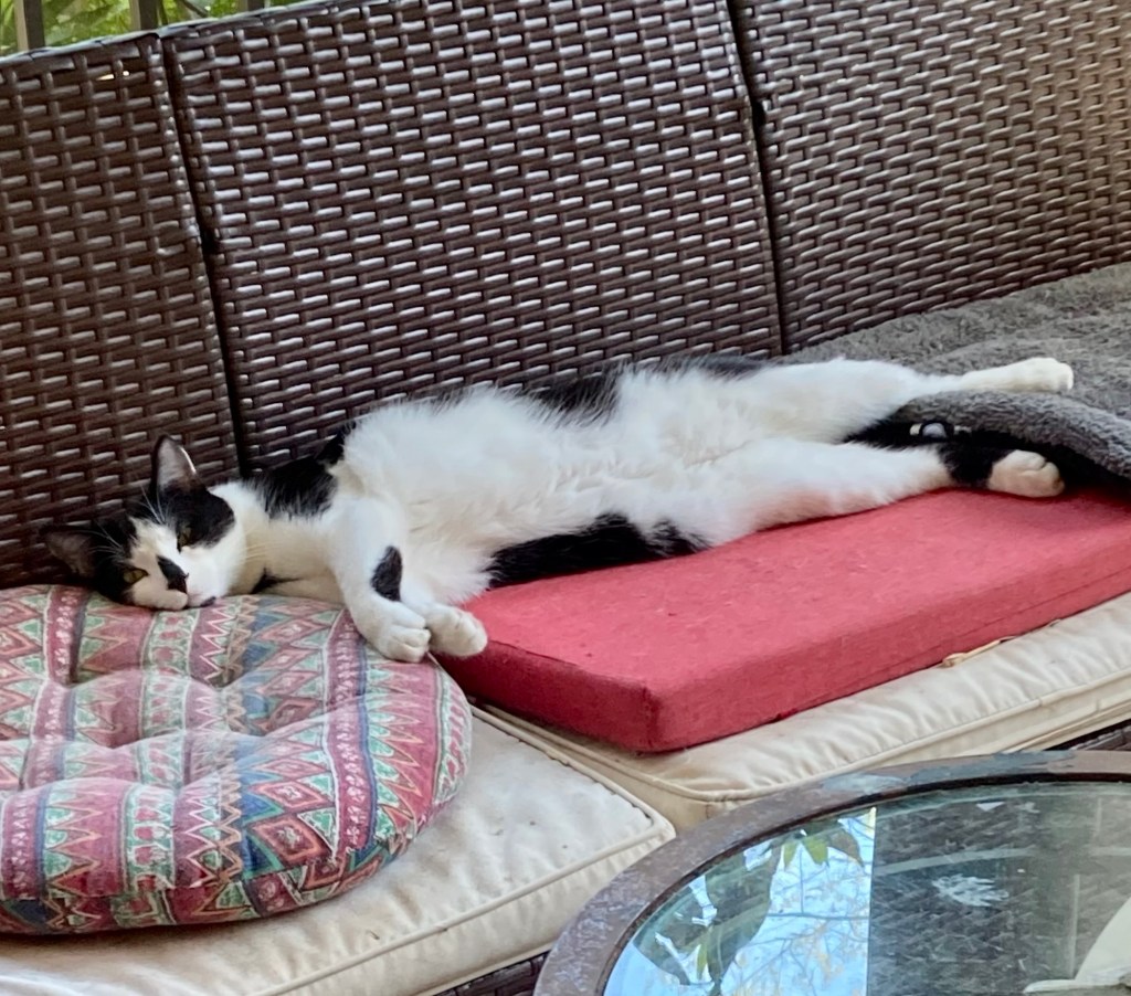 A handsome tuxedo cat sleeps all stretched out on a wicker porch sofa.