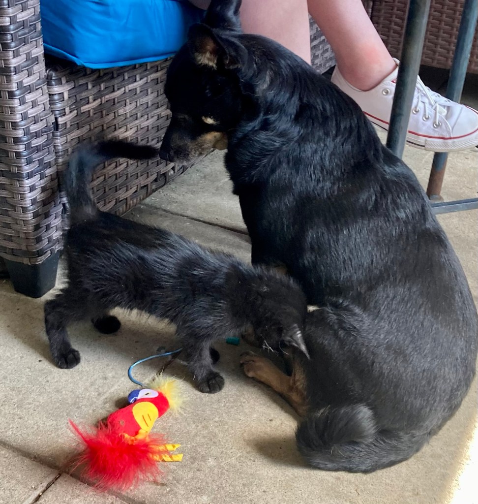 The kitten is now head-butting the dog.  The dog looks delighted to have a new friend.