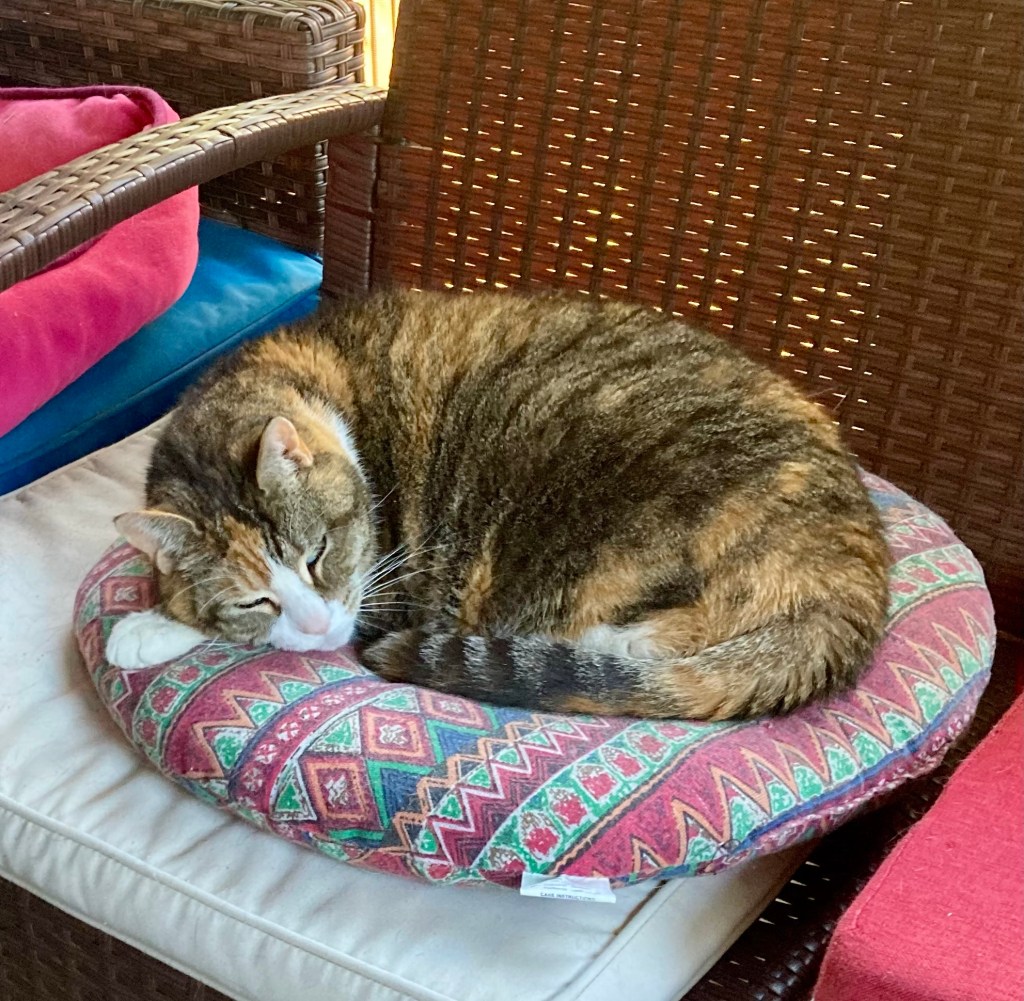 A pretty calico cat sleeps curled up on a cat bed.
