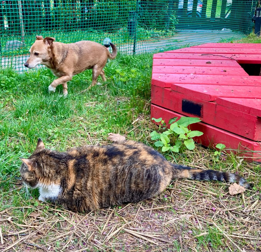 A pretty calico lounges on a lawn spread with hay to encourage grass growth while a handsome yellow dog strolls in the background.  Both look pleased as punch on the balmy spring day.