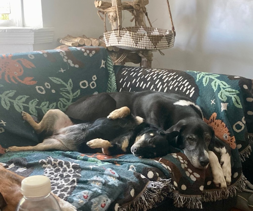 A pretty little black dog with caramel markings lounges against a huge hound on a loveseat.  The little dog is totally comfortable and totally trusting, lying on her back with her front paws curled and her little belly exposed.