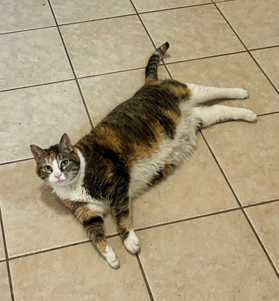 A pretty calico lounges on a tile floor in the middle of a kitchen.