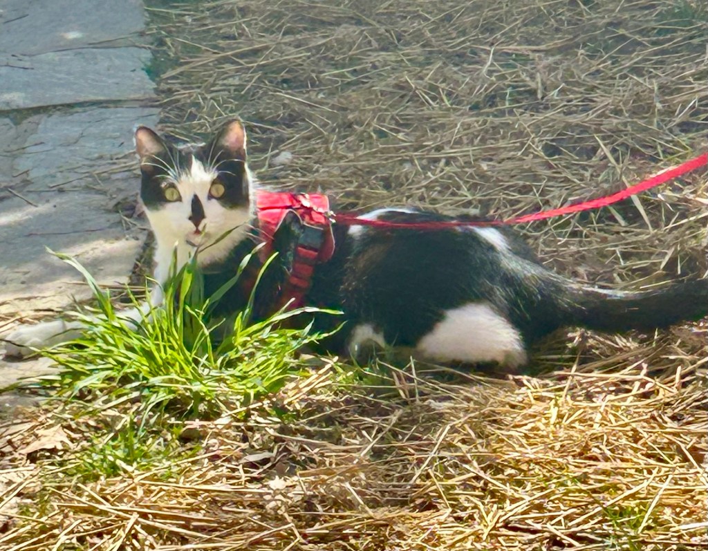 A young black and white cat on a red harness lounges on a bed with f hay.