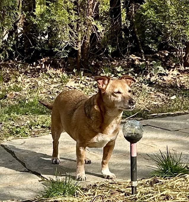 A little yellow dog stands on a stone path, sniffing the spring air.