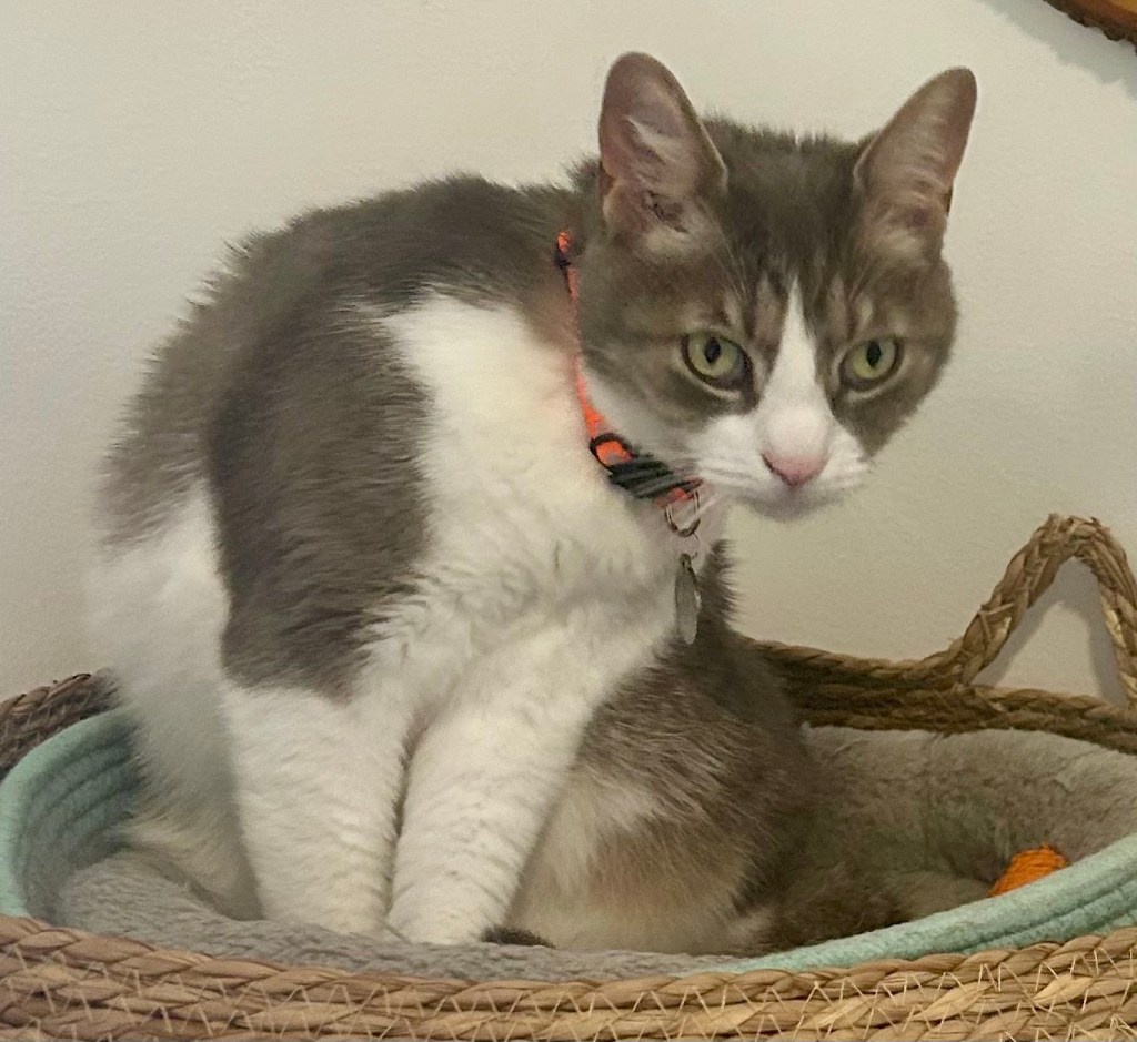 A pretty grey tabby poses with a lovely orange collar.