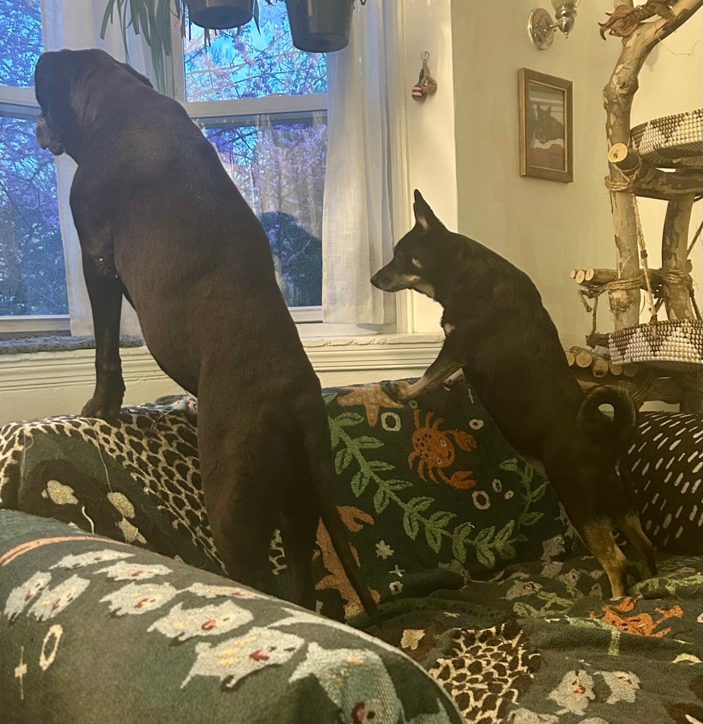 Two pretty black dogs, one large and one small, stand on their back legs on top of a couch and look out the window.