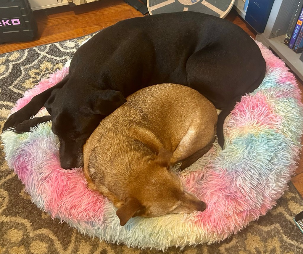 A beautiful black dog sleeps curled up around a much smaller dog on a rainbow colored dog bed.