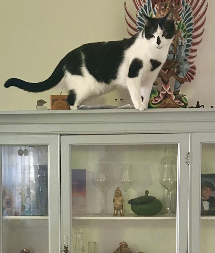 A handsome black and white cat perched atop a china cabinet.