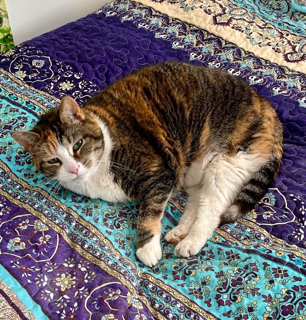 A gorgeous calico lounges on a boho bedspread.