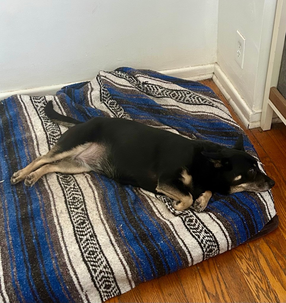 A pretty little black dog with caramel markings lounges on a big dog bed with her back legs gracefully extended.