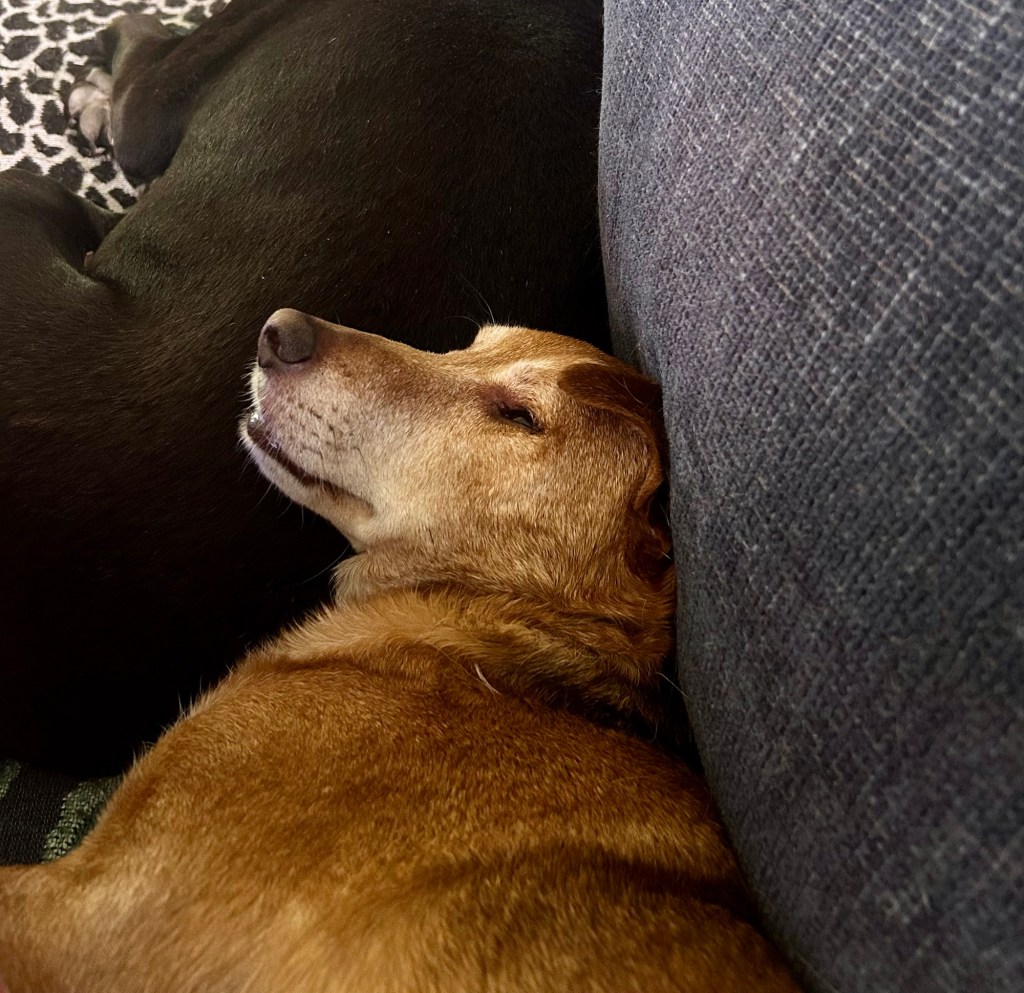 A handsome little yellow dog sleeps on a couch.