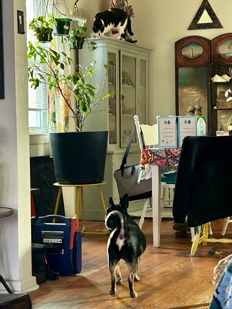 A little black dog with caramel markings looks up at a tuxedo cat standing atop a china cabinet.