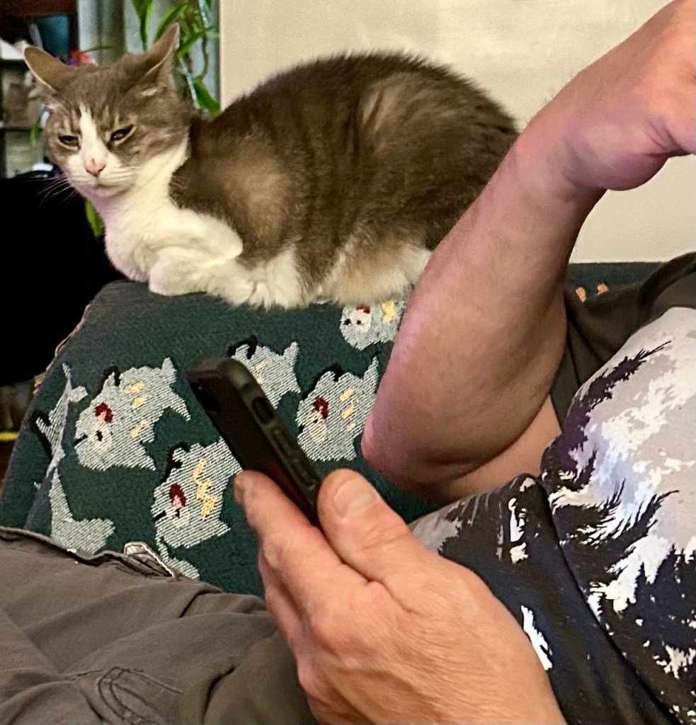 A pretty grey tabby with her ears back in disapproval sits in loaf position on the arm of a couch.  She is watching her human scroll through his phone.