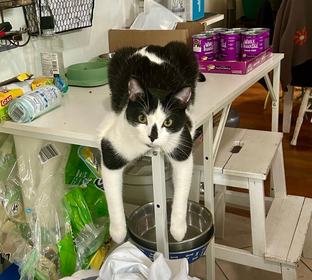 A handsome tuxedo cat dangles his front paws off the side of a kitchen work table.